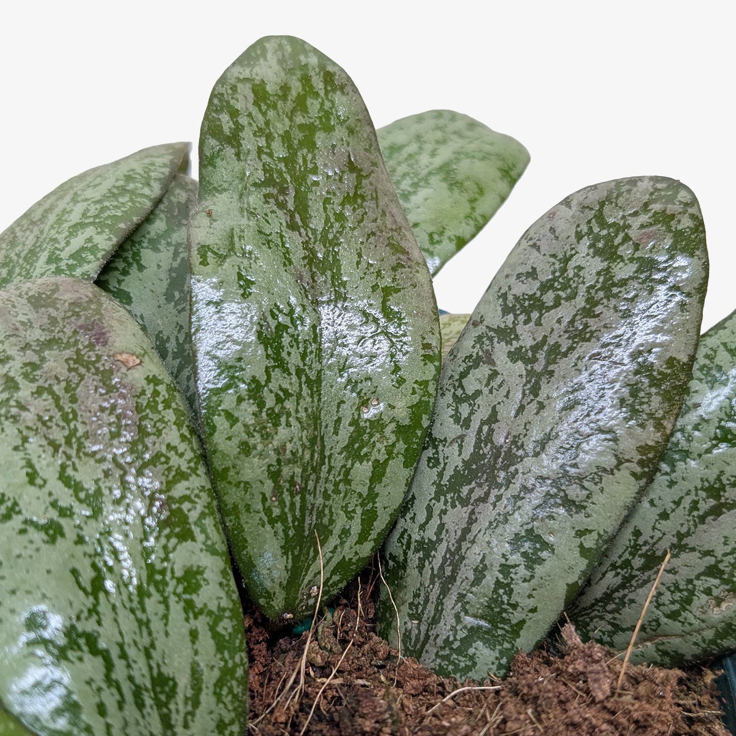 Hoya Sigillatis Round