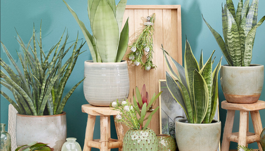 🌿 Plants That Support Your Pregnancy Journey