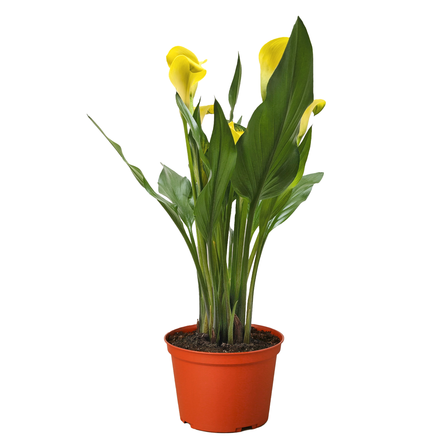 Calla Lily