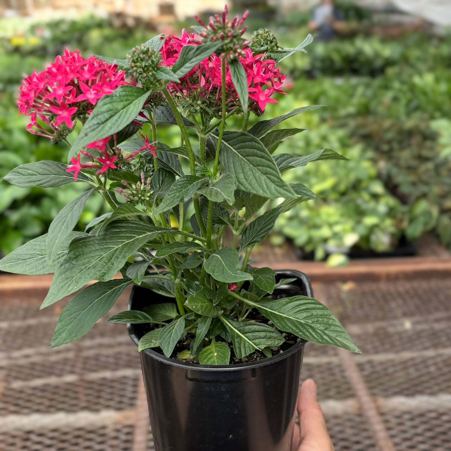 Pentas Red
